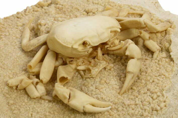 Fossil Crab (Potamon) Preserved in Travertine - Turkey #334789